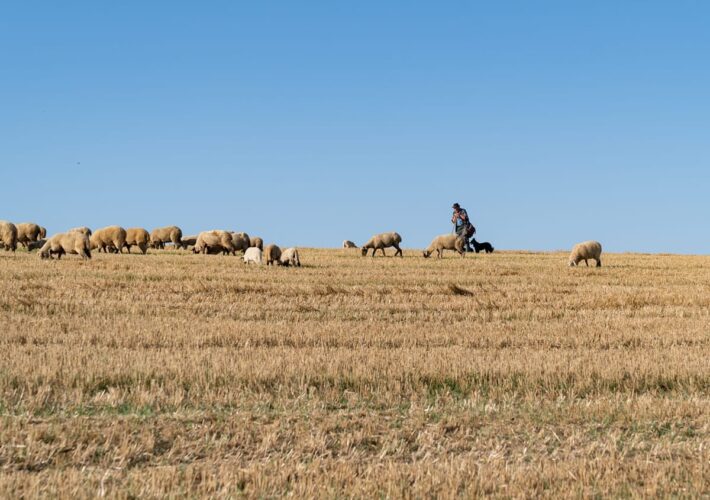 Schäfer mit seiner Herde auf einem abgeernteten Feld bei Abramut in Rumänien
