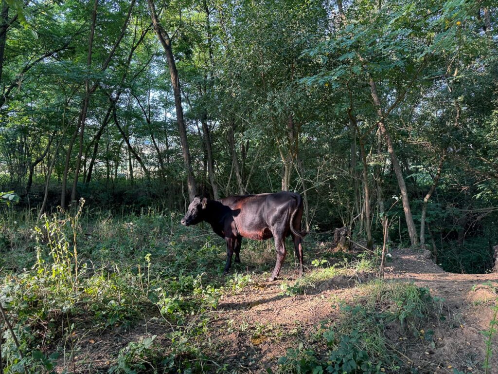 Mutterkuh blockiert einen Waldweg in Rumänien – Begegnung beim Wildcampen.