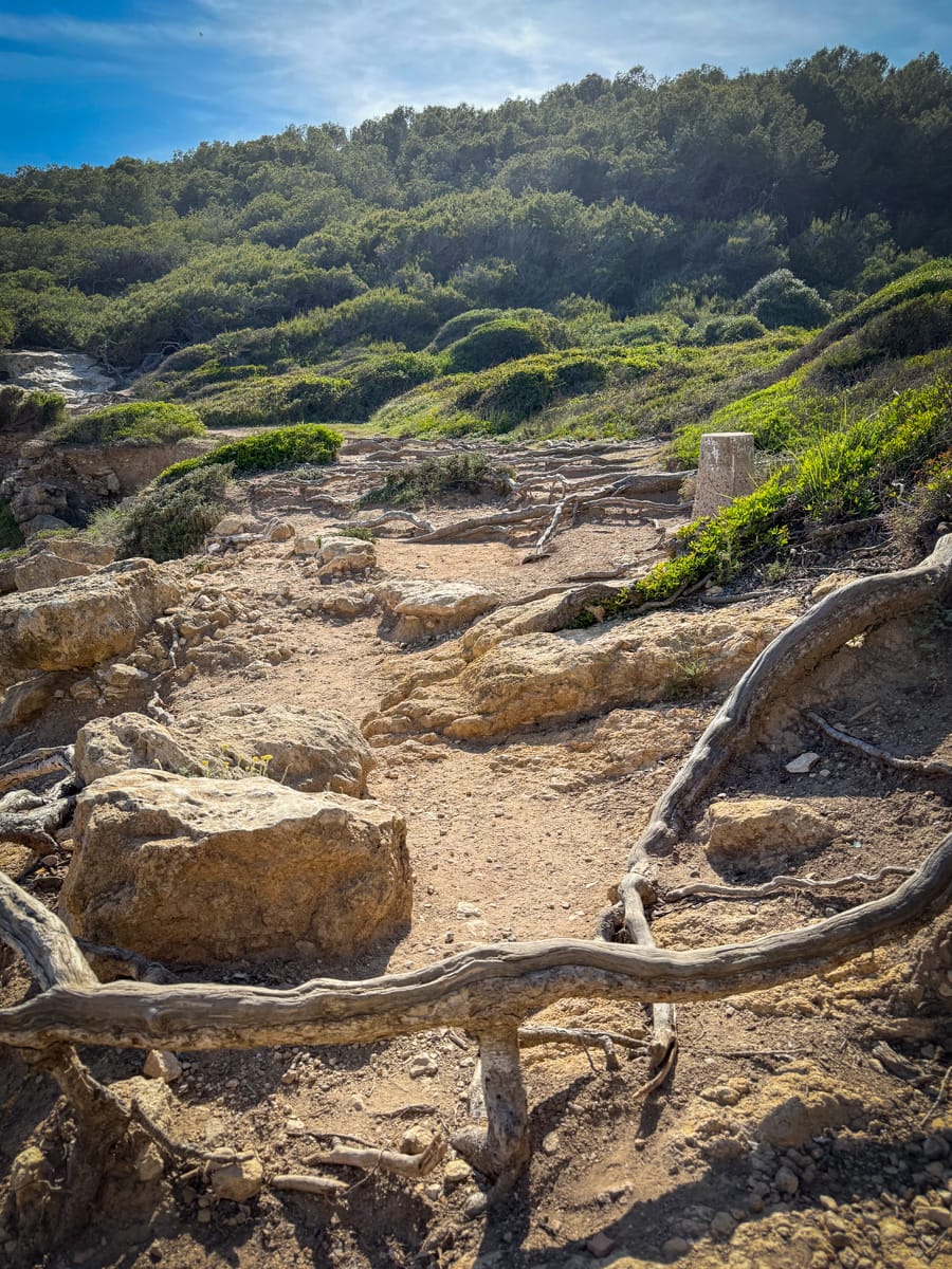 Küstenwanderweg zwischen Tamarit und La Mora mit Wurzeln und felsigem Untergrund