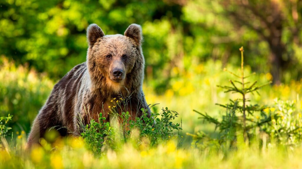 Braunbär in einer grünen Waldlichtung in Rumänien – Symbol für Natur und Sicherheitsaspekte bei Wohnmobilreisen