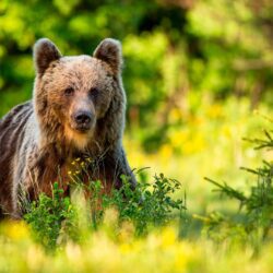Ist Rumänien sicher für Wohnmobilreisen?