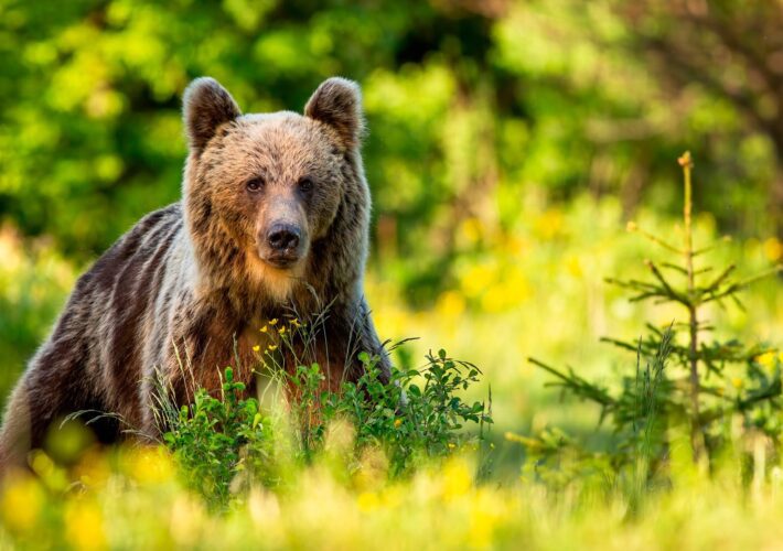 Braunbär in einer grünen Waldlichtung in Rumänien – Symbol für Natur und Sicherheitsaspekte bei Wohnmobilreisen