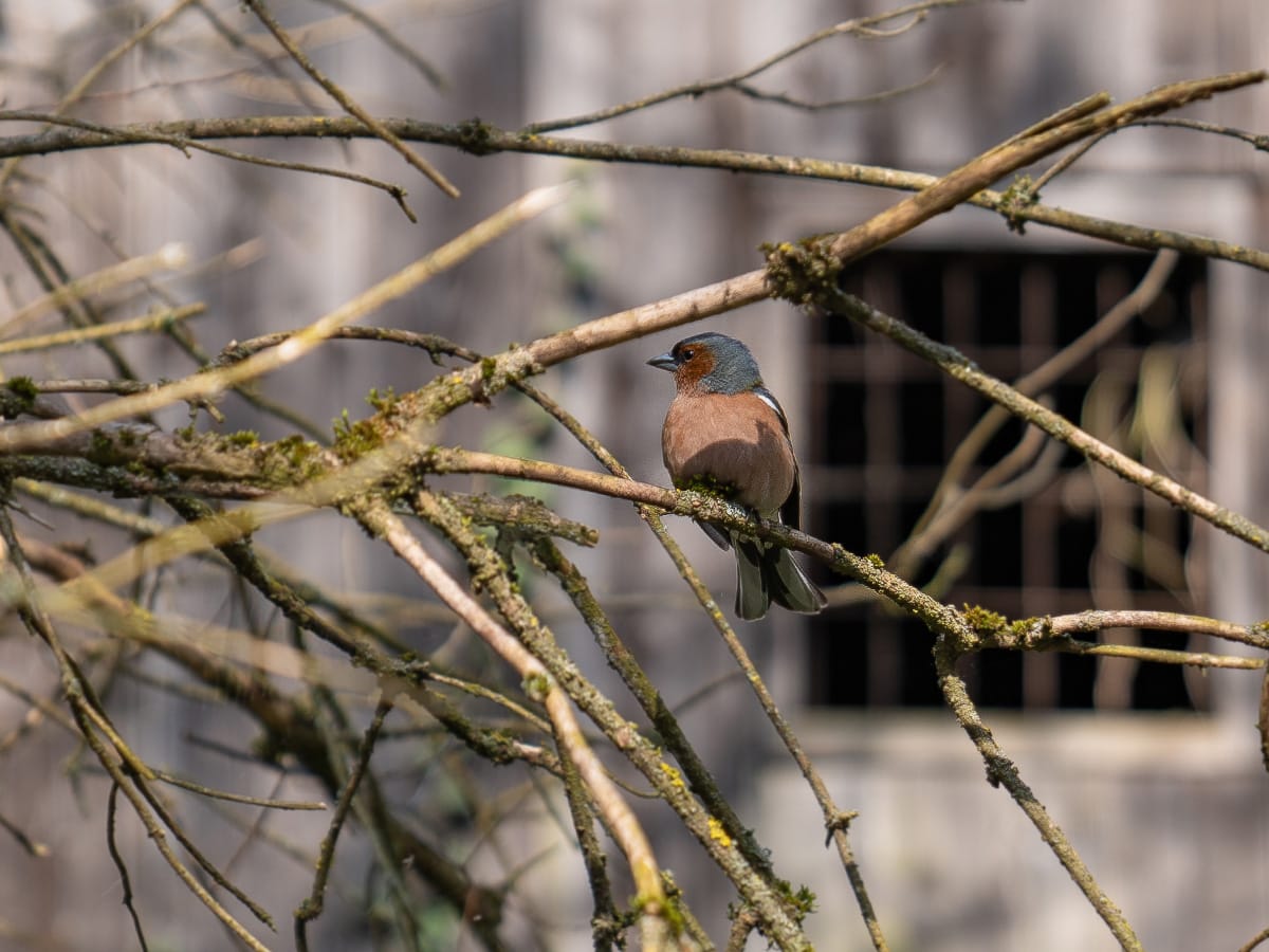Buchfink sitzt auf Ast in der Cheile Turzii in Rumänien