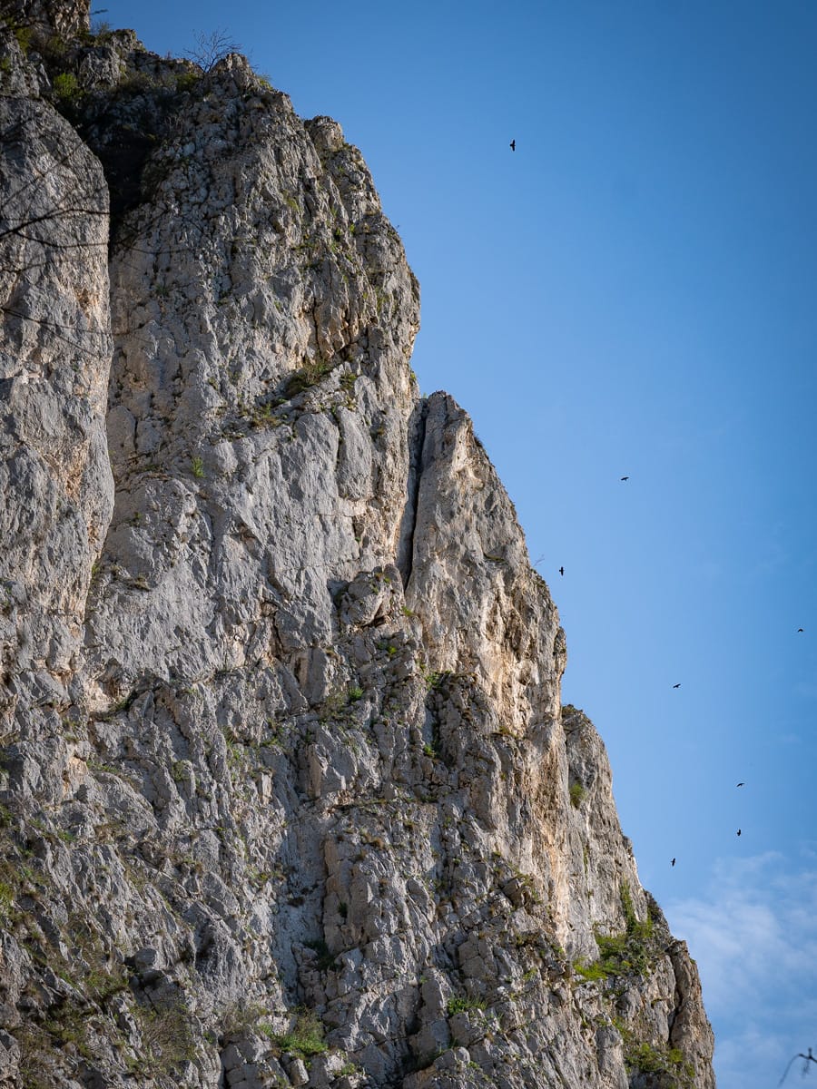 Kreisende Vögel an den Felswänden der Cheile Turzii
