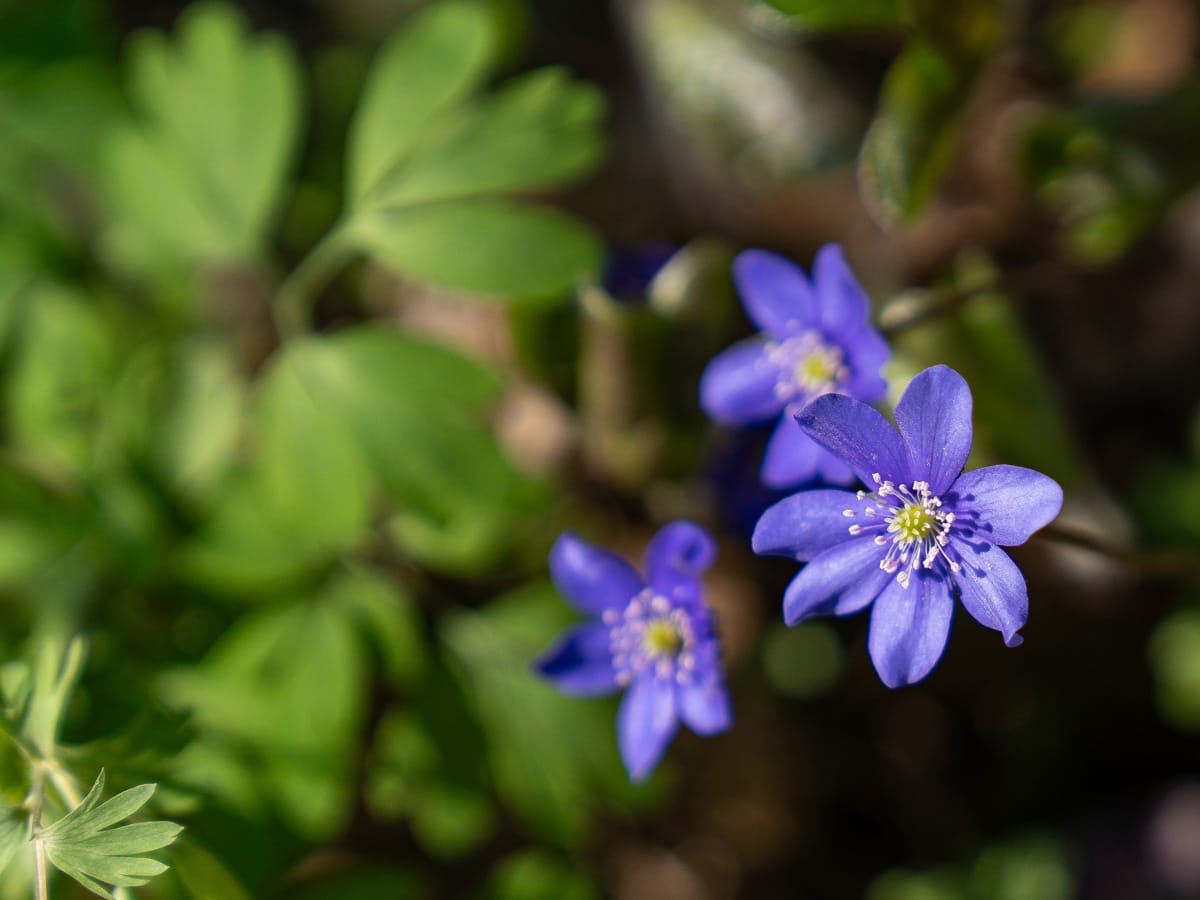 Leberblümchen am Wegesrand in der Cheile Turzii