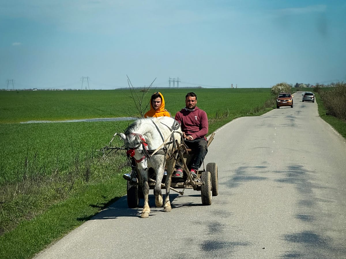 Pferdegespann auf Landstraße bei Butimanu in Rumänien