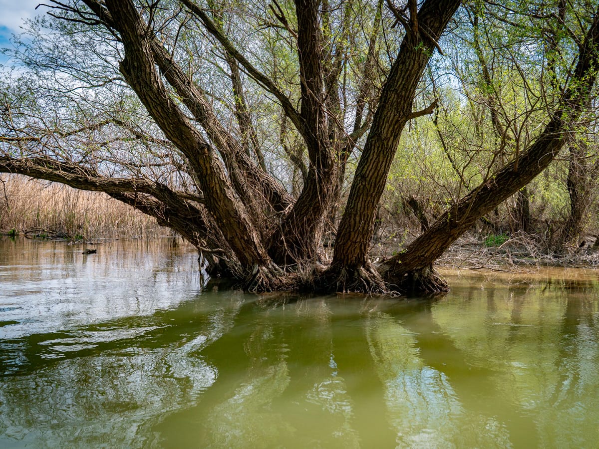 Baum mit freiliegenden Wurzeln in einem Seitenarm des Donaudeltas