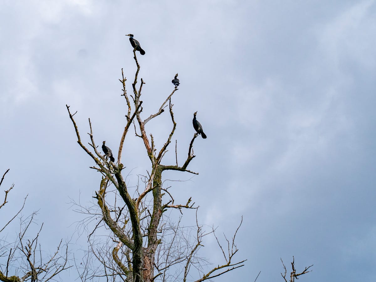 Kormorane sitzen auf einem abgestorbenen Baum im Donaudelta