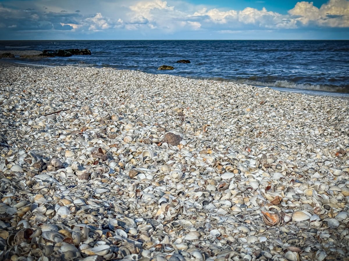 Muscheln in großen Mengen am Strand des Schwarzen Meeres bei Corbu