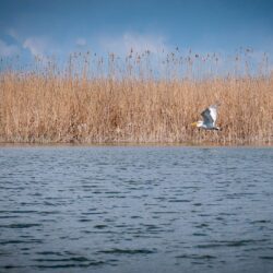 Donau-Delta Rumänien – Bootstour, Tipps und unsere Erfahrung zwischen Tulcea und Mahmudia