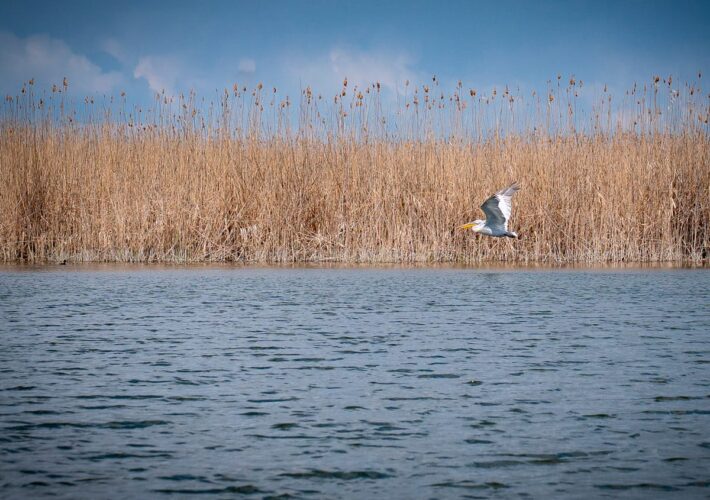 Pelikan im Flug über einem Schilfgebiet im Donaudelta