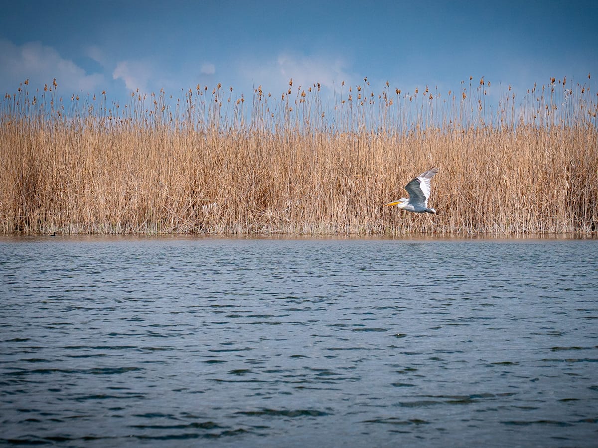Pelikan im Flug über einem Schilfgebiet im Donaudelta