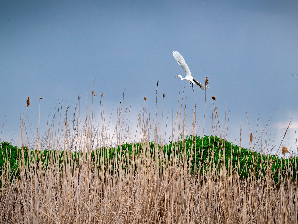 Silberreiher im Flug über einem Schilfgebiet im Donaudelta