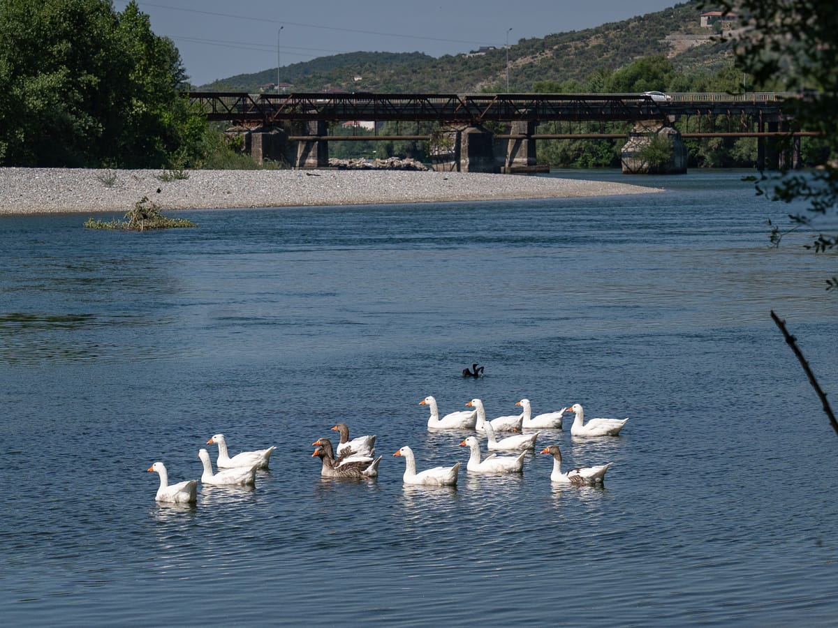 Gänsefamilie auf dem Drin bei Shkodra