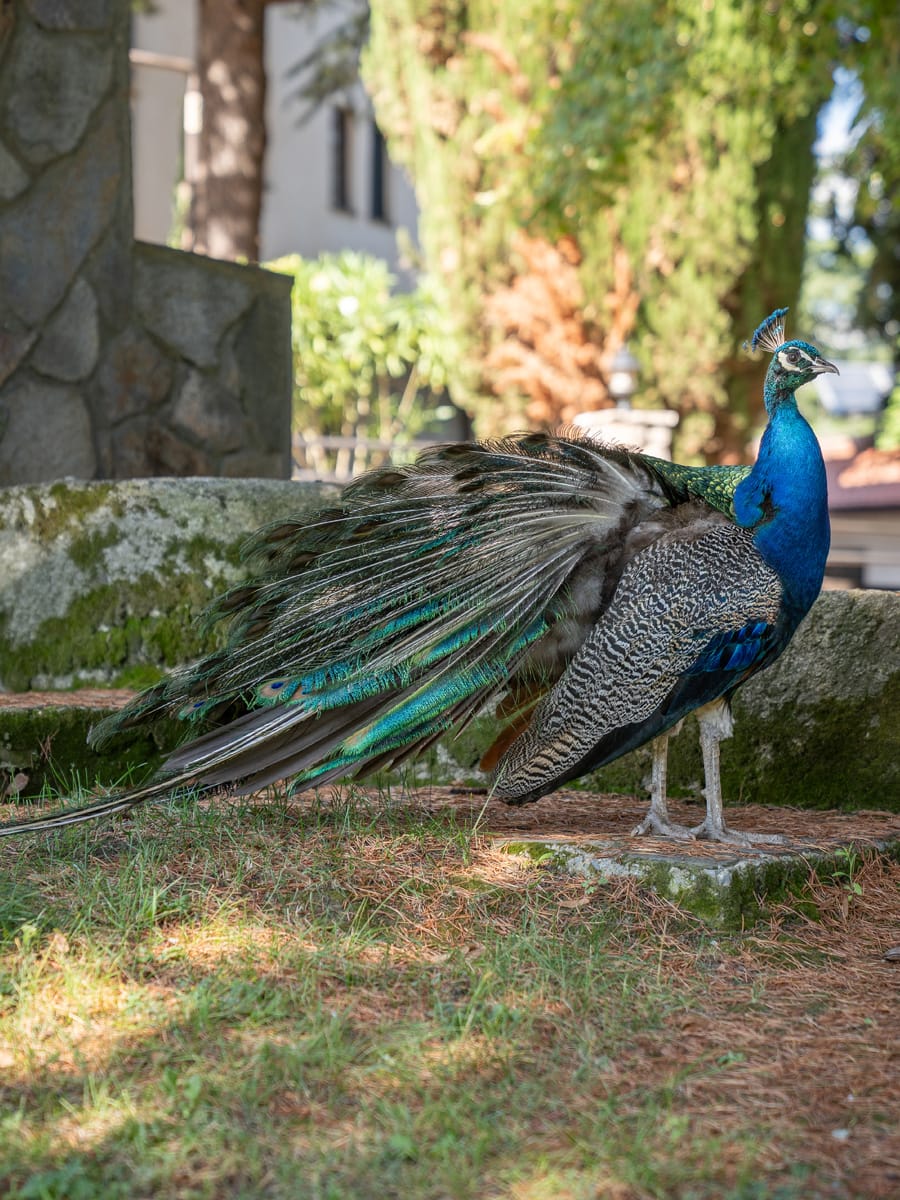 Pfau im Klosterhof von Sveti Naum am Ohridsee.