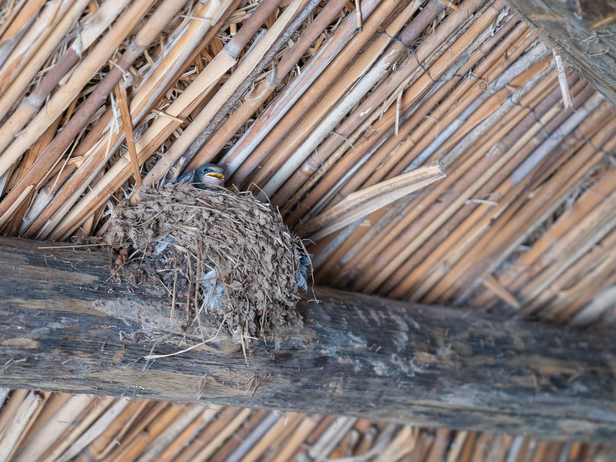 Schwalbennest mit Jungvögeln unter dem Dach eines rekonstruierten Pfahlbauhauses in der Museumsbucht der Knochen am Ohridsee.