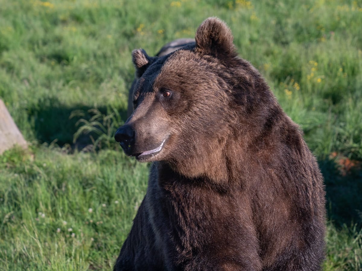 Braunbär im Observator de Urși bei Borzont in den rumänischen Karpaten.
