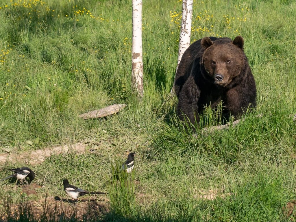 Braunbär in einer Wiese in den rumänischen Karpaten während einer Bärenbeobachtung