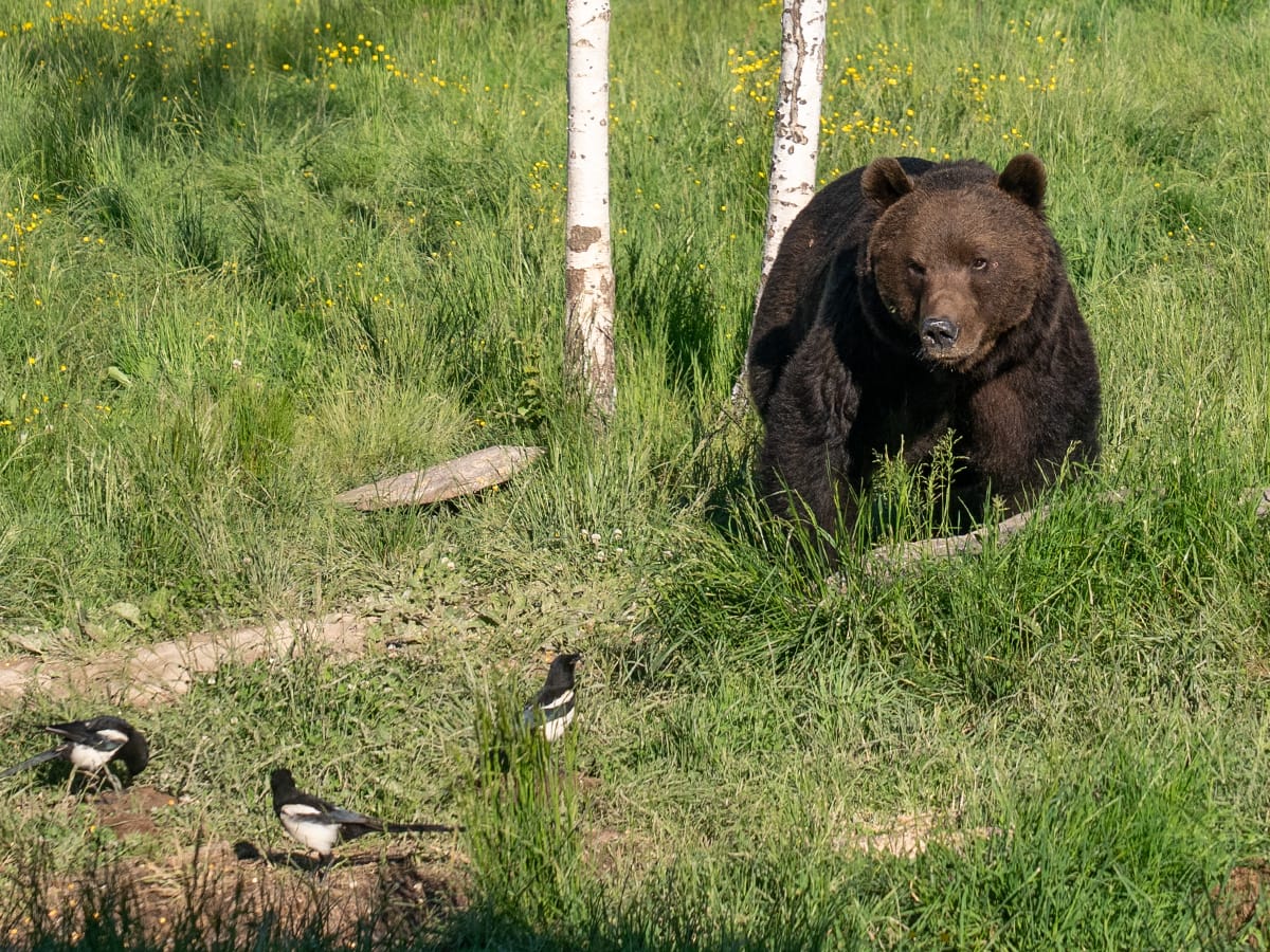 Braunbär in einer Wiese in den rumänischen Karpaten während einer Bärenbeobachtung