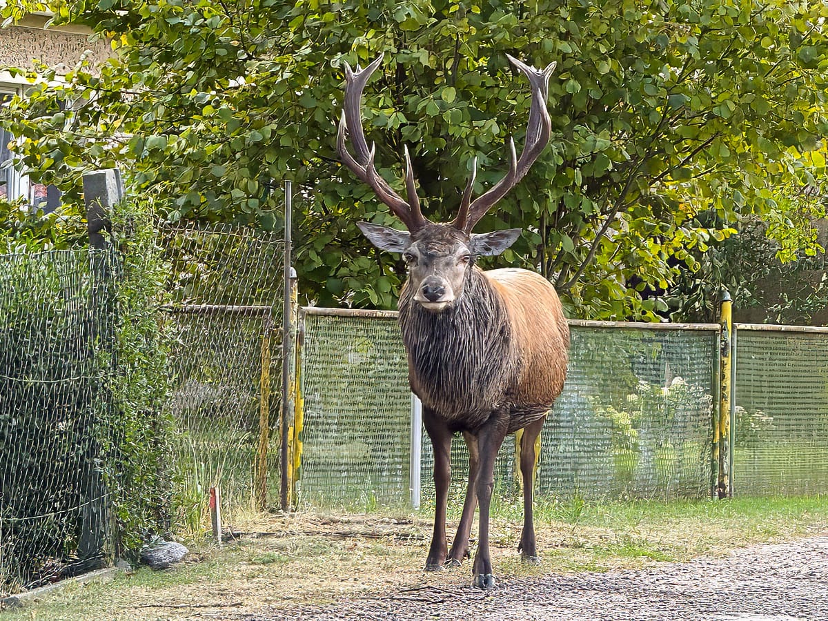 Handzahmer Rothirsch Rudi oder Heinrich mitten im Ort Altwarp am Stettiner Haff